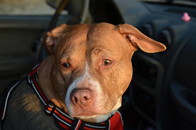 DSC_4159.JPG