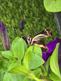 MSU Butterfly House