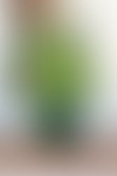 Herbata ze świeżej mięty