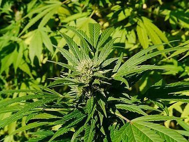 Cannabis Consultant
