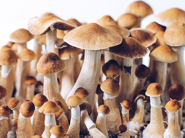 Psychedelics Consultant