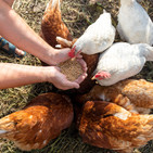 The farmer hand-feeds his hens with grain. Natural organic farming concept.jpg