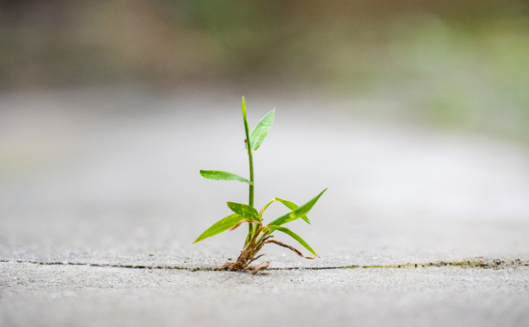 Don’t Despise Small Beginnings: The Journey from Process to Promise