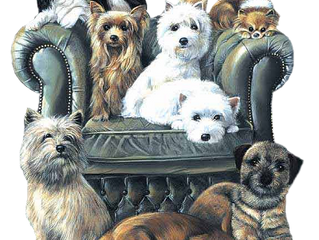 Nouveau! Le blog de Vital Chiens