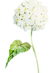 Hortensias-06 (1).png