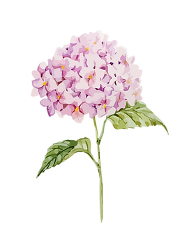 Hortensias-04 (1).png