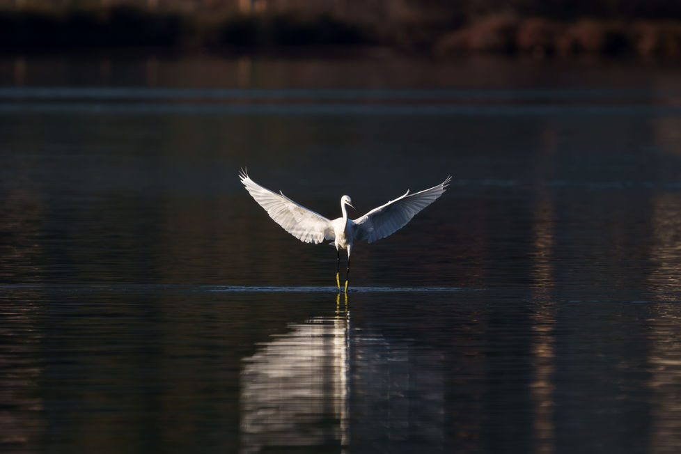 Aigrette garzette - Erone ciuffutu