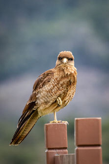 Le Caracara Chimango