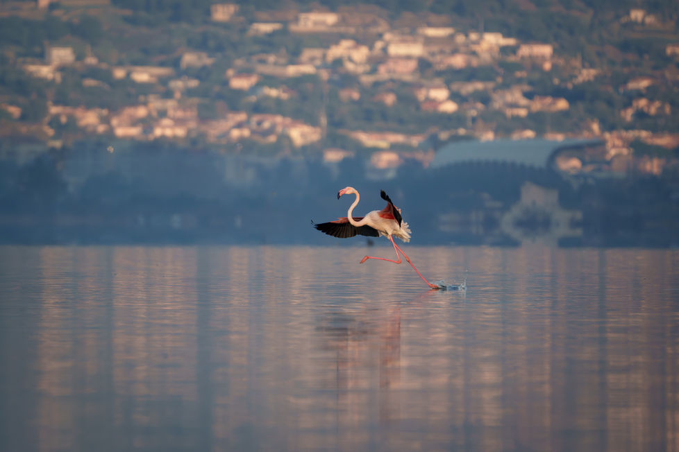 Flamant rose - Fiammingu