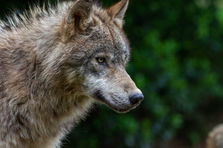 Le Loup Gris d'Europe