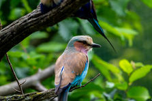 Le Rollier à Longs Brins
