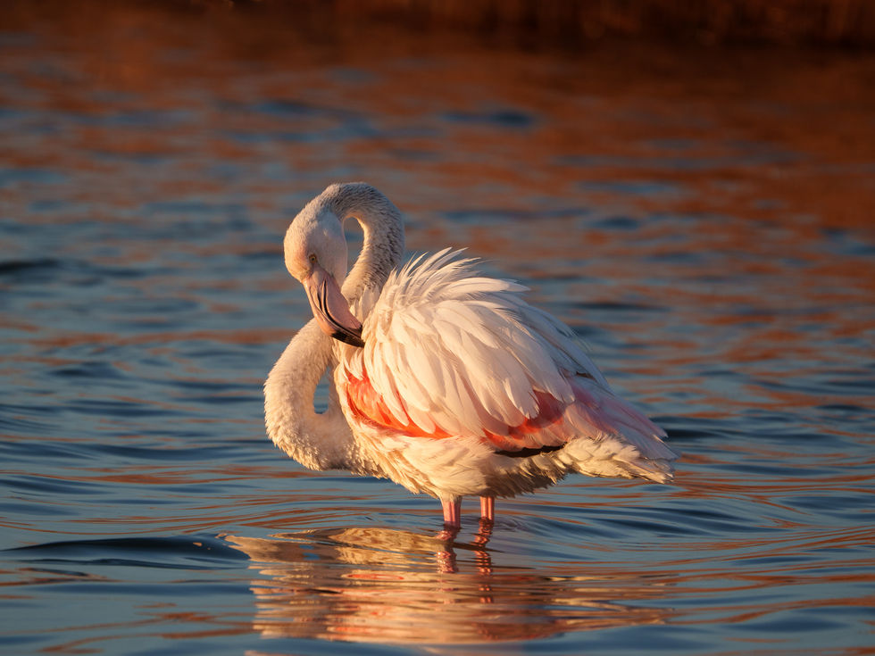 Réserve Naturelle de l'Étang de Biguglia