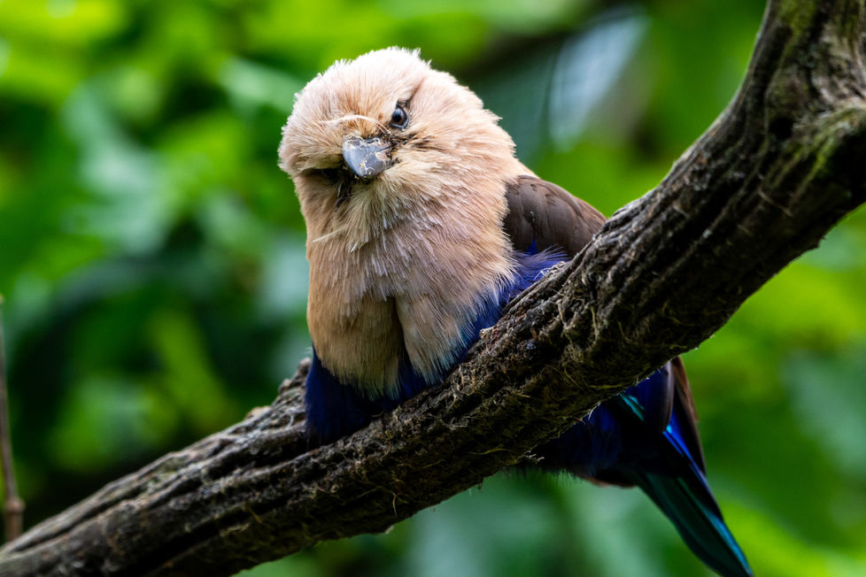 Le Roller à Ventre Bleu