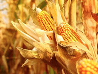 Ayuda al planeta mientras comes