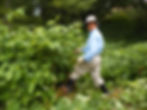 Japanese knotweed