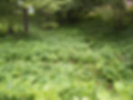 Japanese knotweed