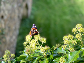 IMG_3014.jpeg