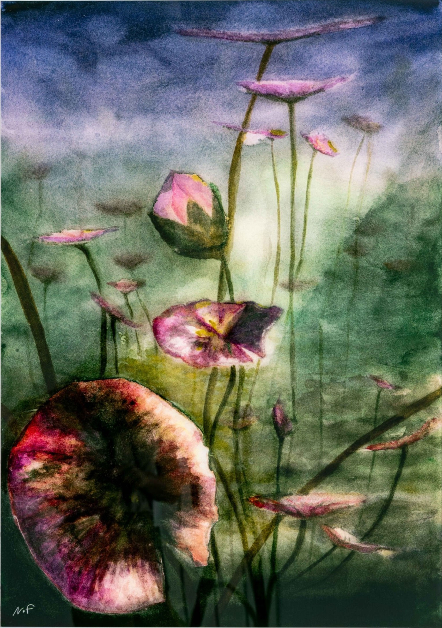 water lilies under water