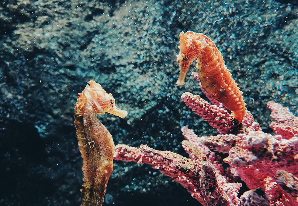 Photo by Jules Marvin Eguilos on Unsplash