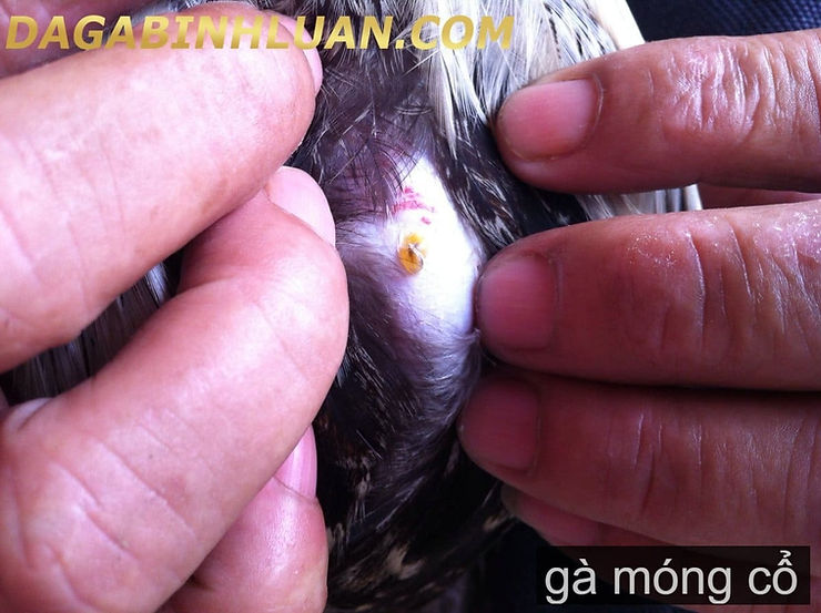 Gà móng cổ