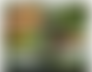 SERVICIOS ESTRATÉGICOS "OPERADOR TURÍSTICO EL MARAVILLOSO ARIARI"