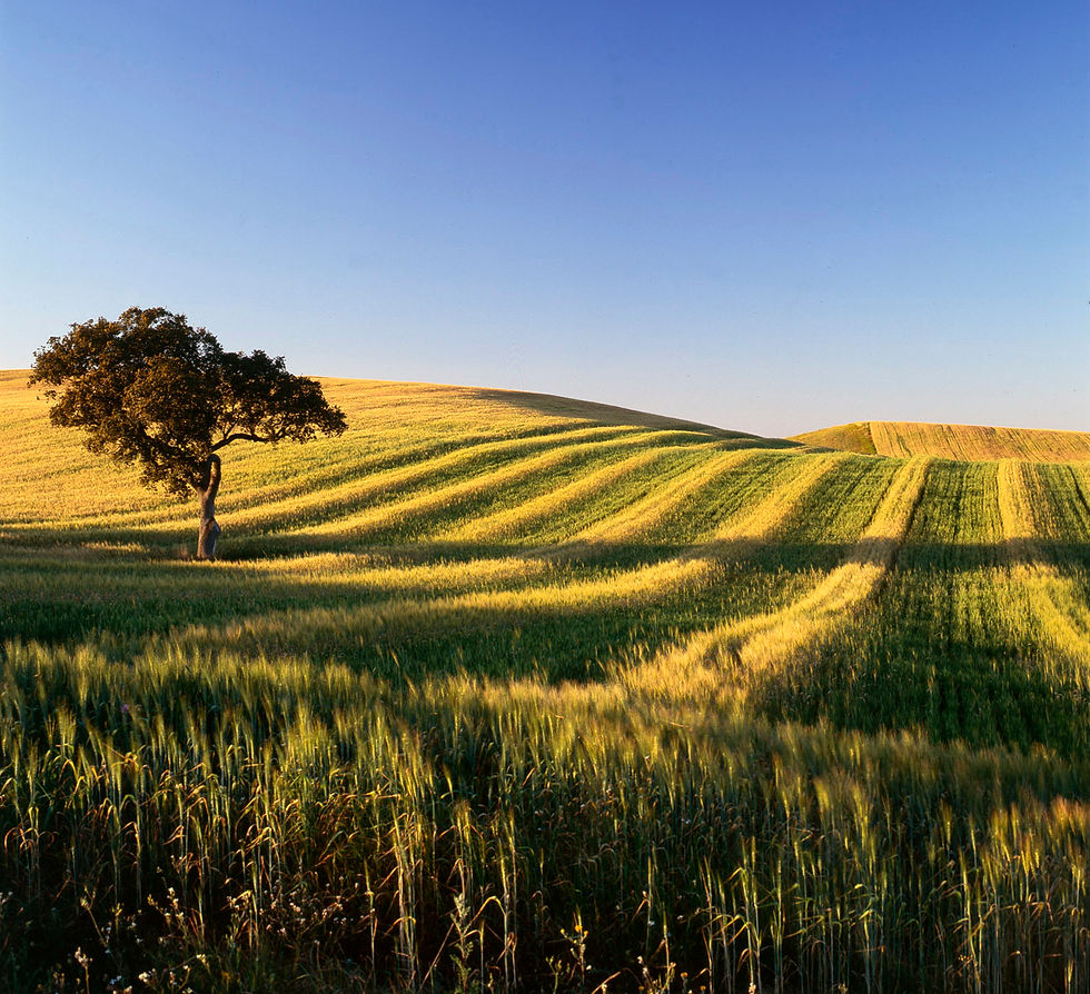 Landschap in Portugese regio Alentejo