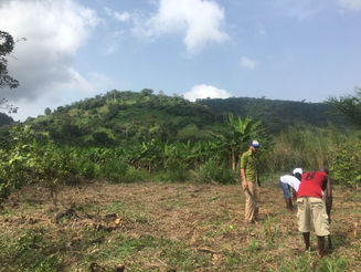 The Work - An Update (Part 2): No Till, Moringa & the Permagarden