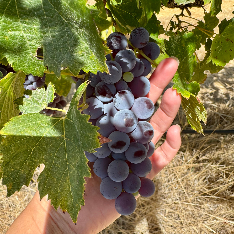Alma Wine School - Session 2