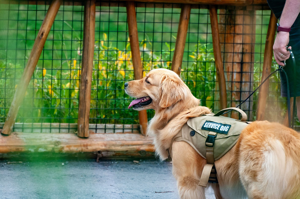 Golden Retriever Service Dog with Vest