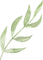 Watercolor of a green vine leaf.