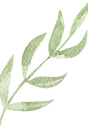 Watercolor of a green vine leaf.
