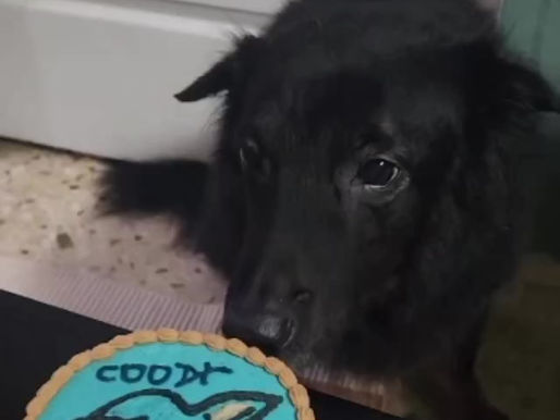 Singapore Special dog Laddu,thank you so much for allowing me to customise this cake for your pawday