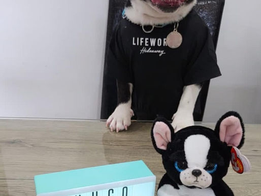 Happy Barkday Hugo!