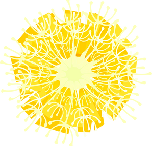 Just flower and pappus.png