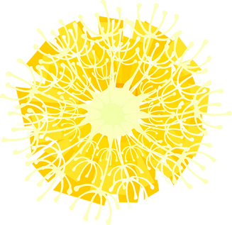 Just flower and pappus.png