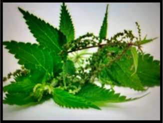 Heilpflanze des Jahres 2022