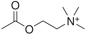 The “framework” of an acetylcholine, with a choline molecule, bonded with an acetyl group with variable elements & / or compounds. Retrieved from https://www.youtube.com/watch?v=LOHKVp8hn7o.