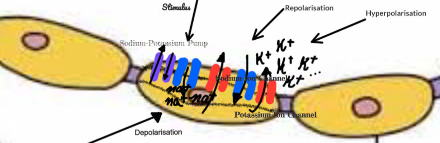 A visual diagram explaining & visualising the stages of the action potential or nerve impulse. Retrieved from https://teachmeanatomy.info/the-basics/ultrastructure/nerves/.