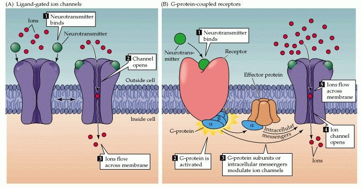 A visual showing the relationship between receptors & different channels, including the processes involved with ionotropic & metabotropic receptors, from which you can deduce its effects as given in the paragraph above. Retrieved from https://www.researchgate.net/profile/Stephen-Jue/publication/308369018/figure/fig9/AS:654363416616962@1533023804408/onotropic-and-metabotropic-neurotransmitter-receptors-14.png.