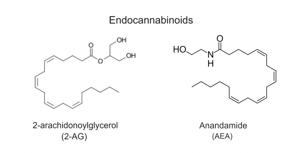 The chemical structures of two well-known endocannabinoids. Retrieved from https://ecampusontario.pressbooks.pub/healthdiseasetopics/chapter/overview-of-the-endocannabinoid-system-2/.