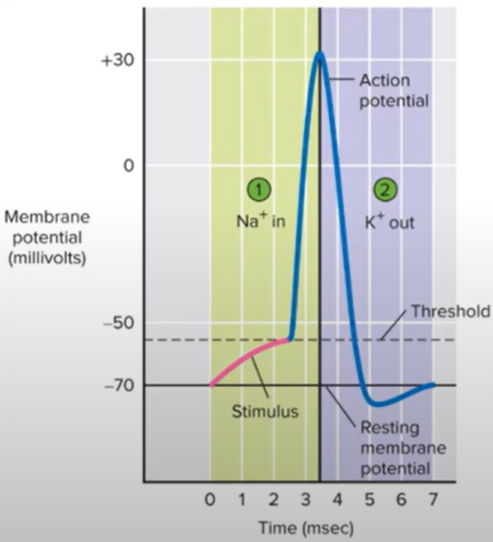 A graphical representation of the different stages of an action potential. Retrieved from https://www.youtube.com/watch?v=C_Uum6ZJ2Rc.