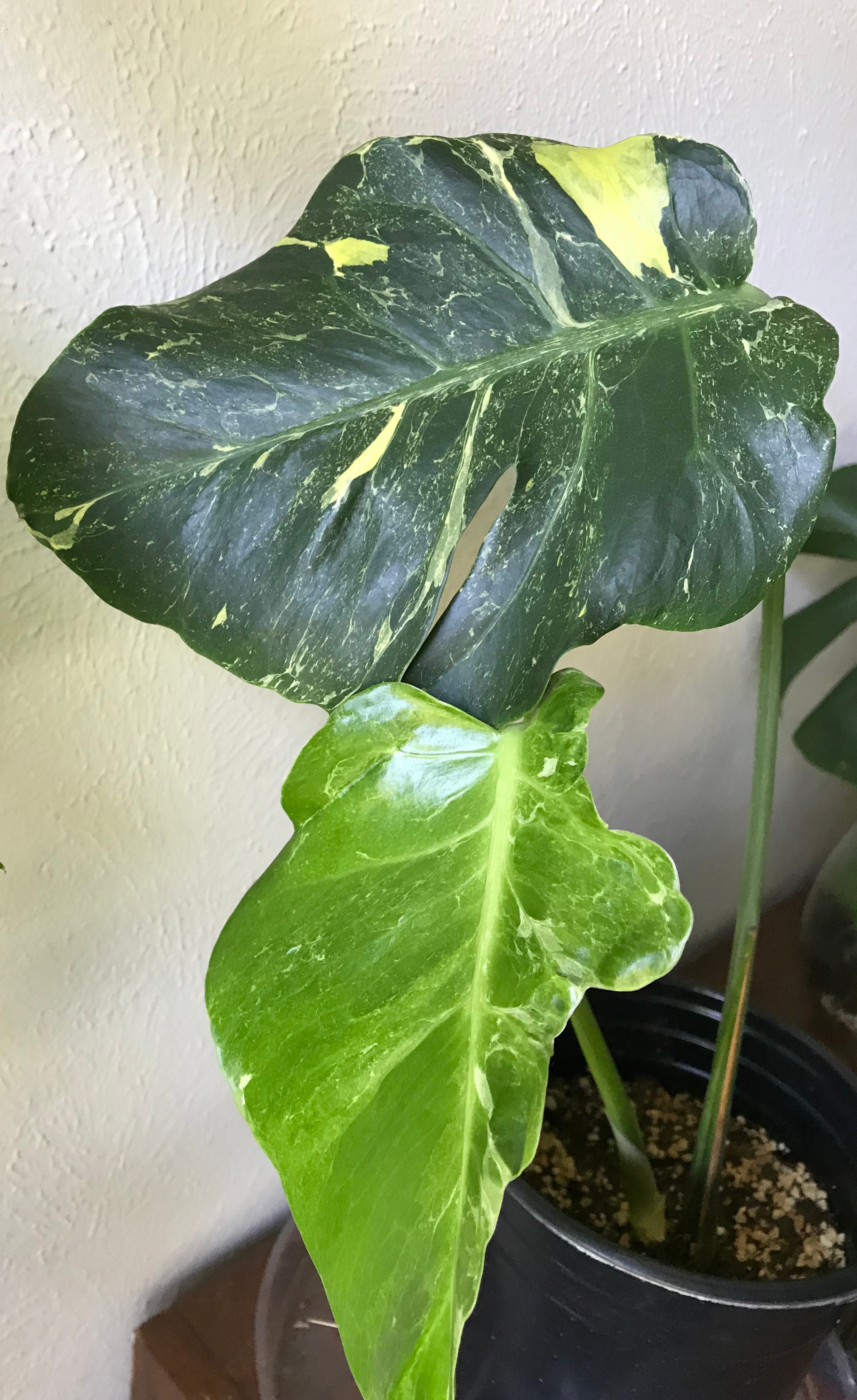 Monstera deliciosa 'Oceana'