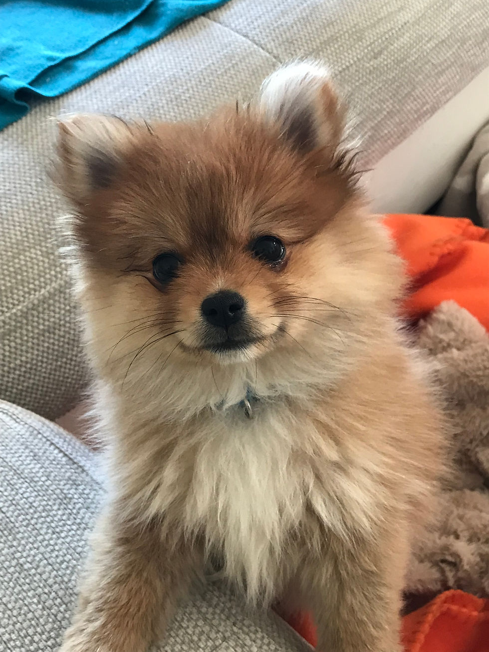 La Massothérapie canine