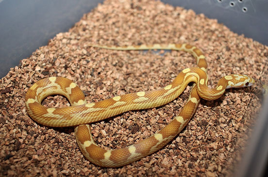 Sp gold dust motley