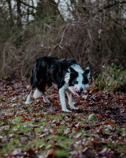 Pet photoshoot by Sophie WJ Photography