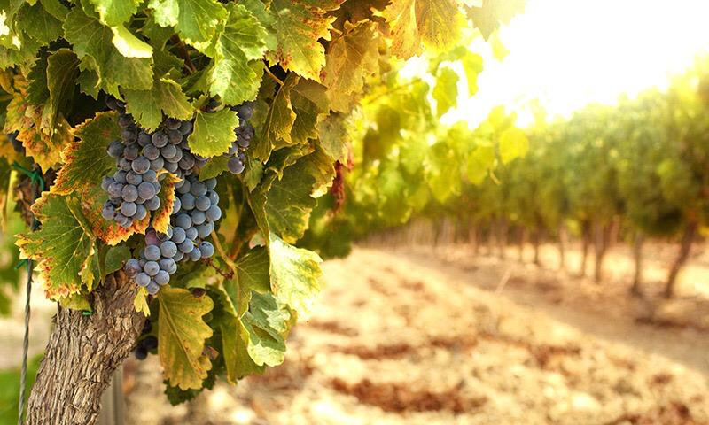 vignes.jpeg