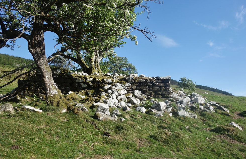 Sheep Enclosure