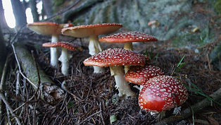 Amanita muscaria, fly agaric, fly amanita, Mushroom, Fungi, Fly Agaric Mushroom, Beautiful Fungi, Red and White Spotted Fungi, Awesome mushrooms.
