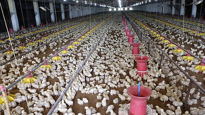1200px-Broiler_Chicks.jpg