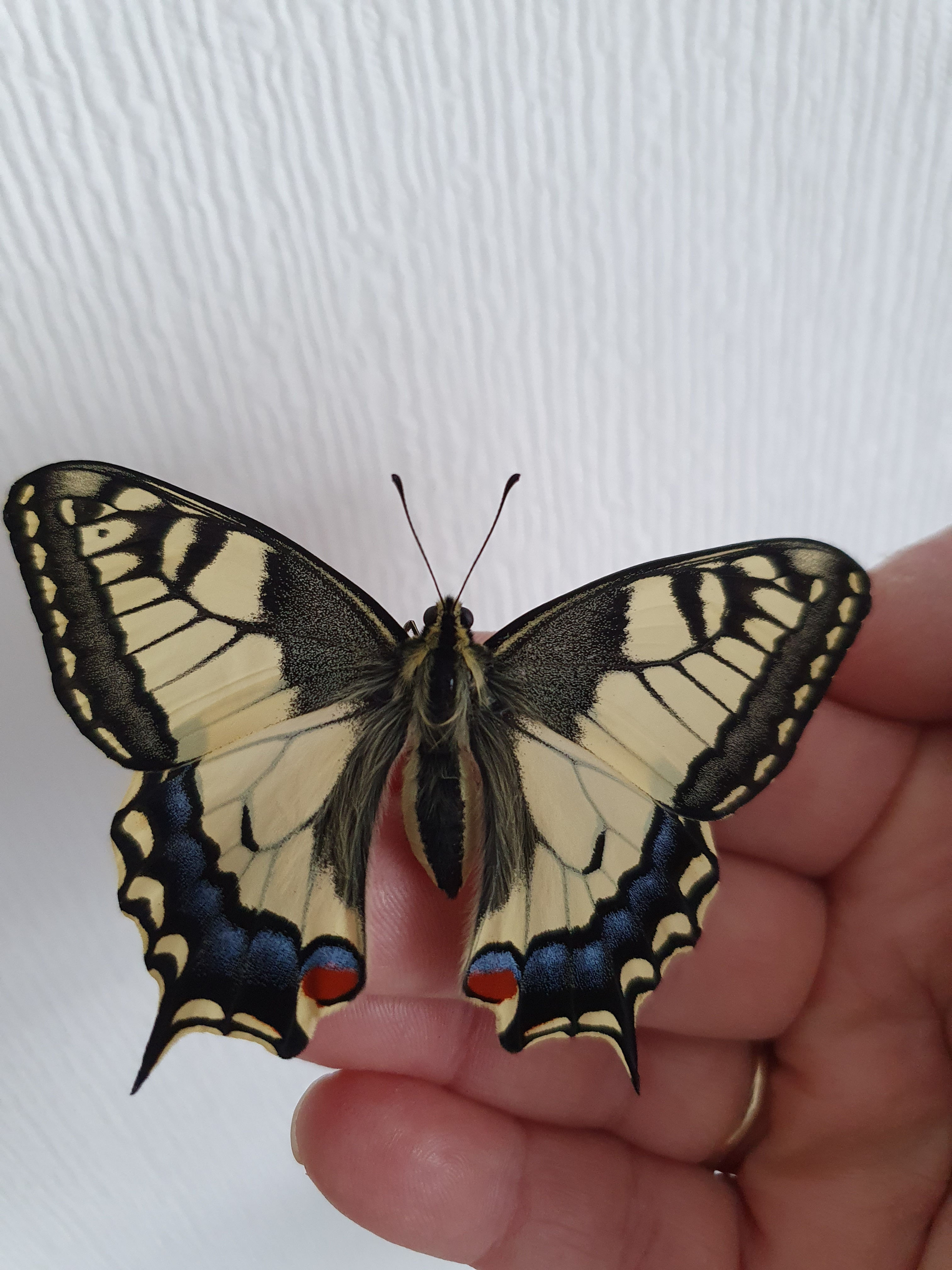 Swallotail Pupae (Papilio machaon gorganus)